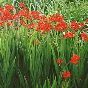 overplant crocosmia