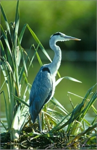 reiger