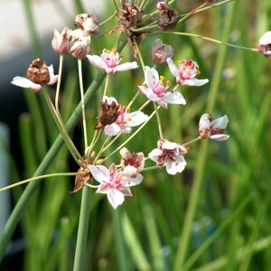 waterplant butomus